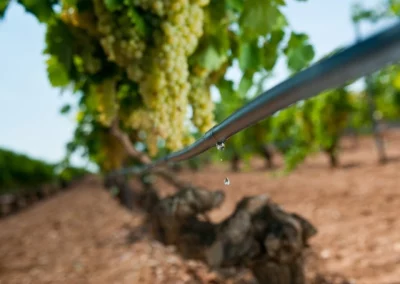 irrigation