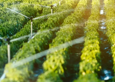 Aquadoc irrigation vignes