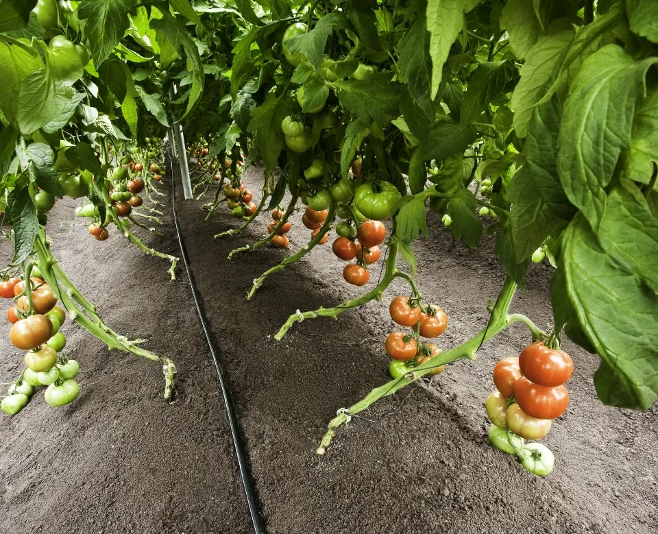 Irrigation tomate